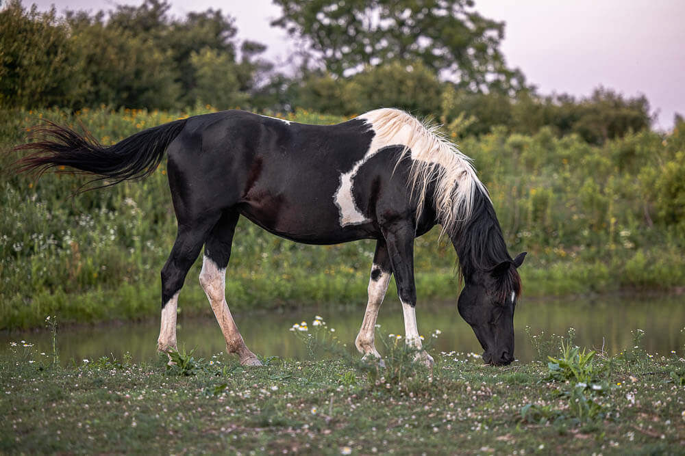 canadian equine photographer canadian equine photographer