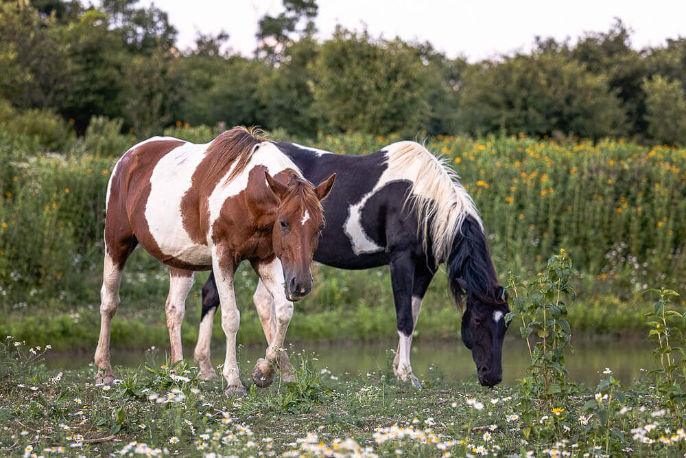 canadian horse photographer norfolk county equine photographer