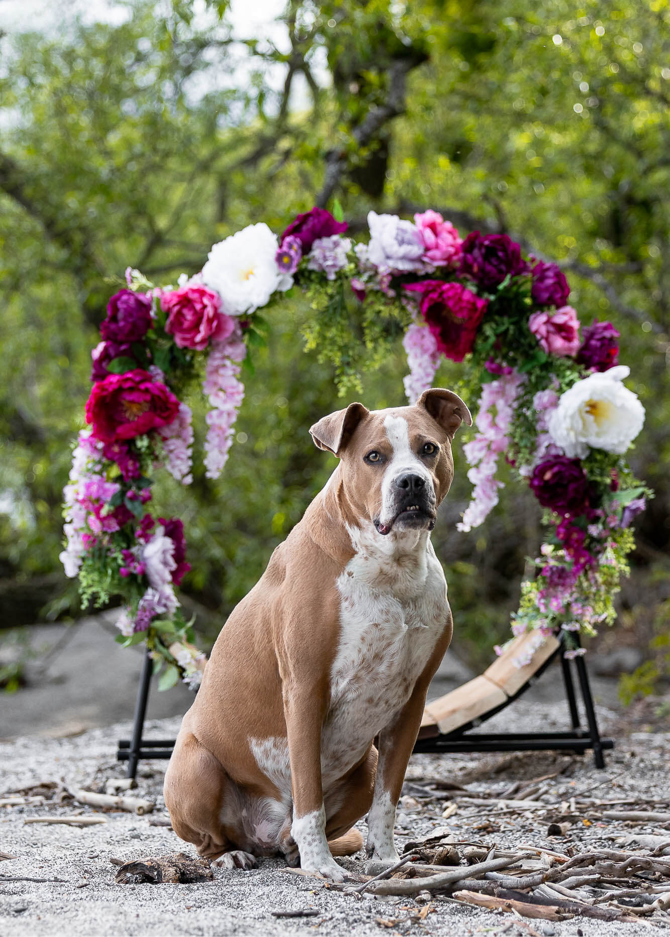 dog photoshoot in Mississauga at a beach