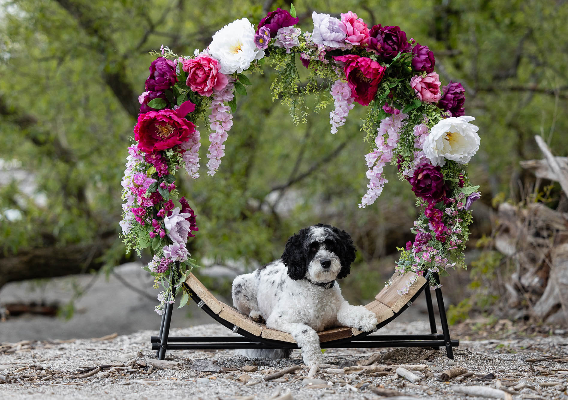 pet portrait at a beach