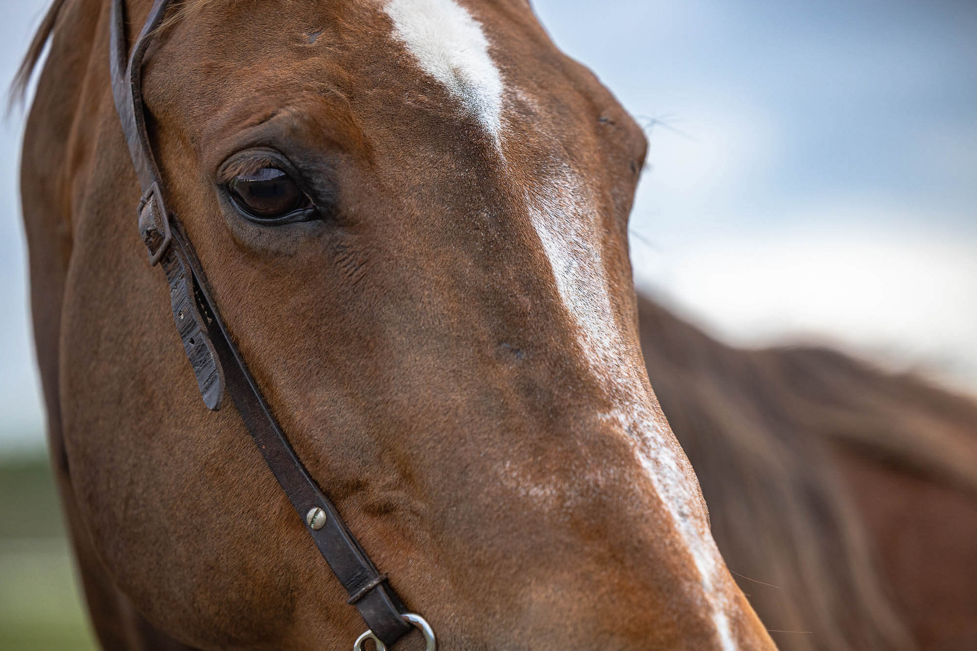 equine photography-2 horse portrait taken in Cambridge, Ontario.