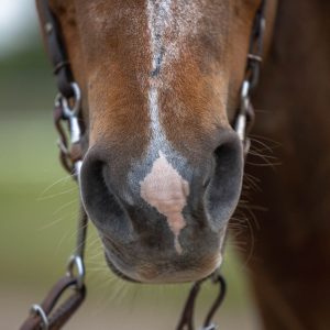 equine photography