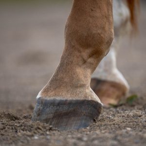 detail photoshoot of a horse