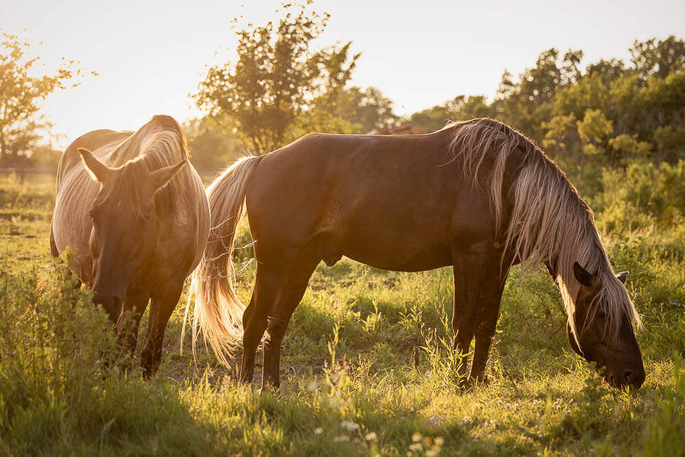 golden hour horse portrait golden hour horse photography