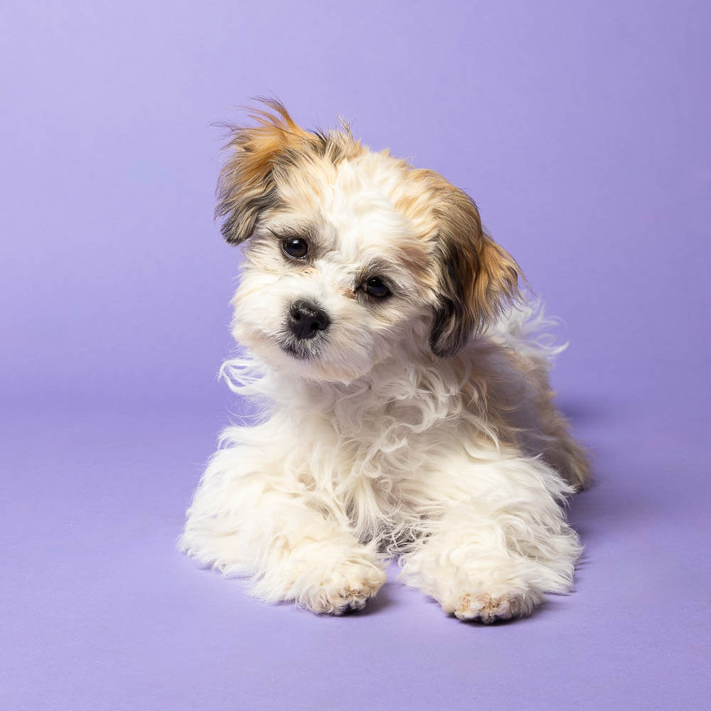 grimsby dog photographer grimsby pet photographer mini session