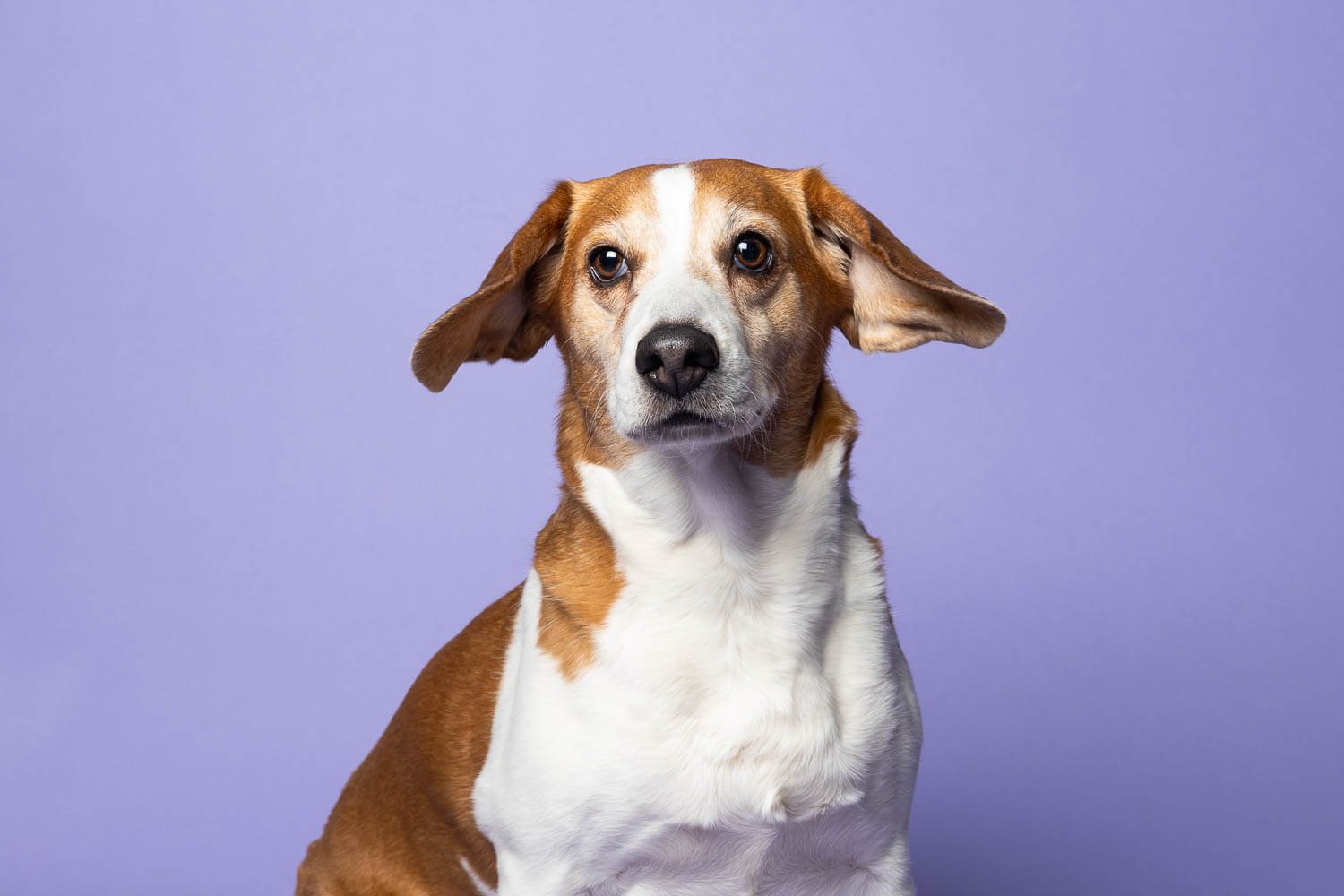 grimsby pet photographer dog photography in Niagara Region