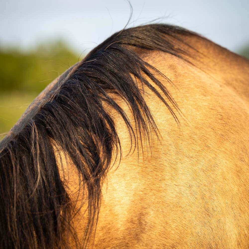 horse portrait horse portrait taken at a golden hour in Norfolk County