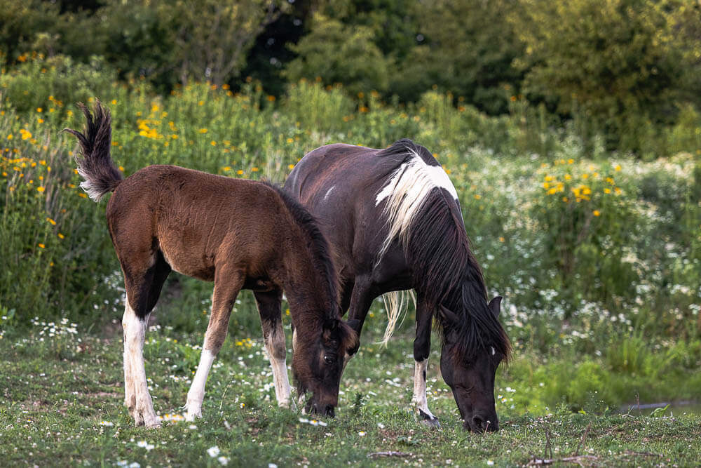 milton horse photographer mare and foul portrait taken in Norfolk County