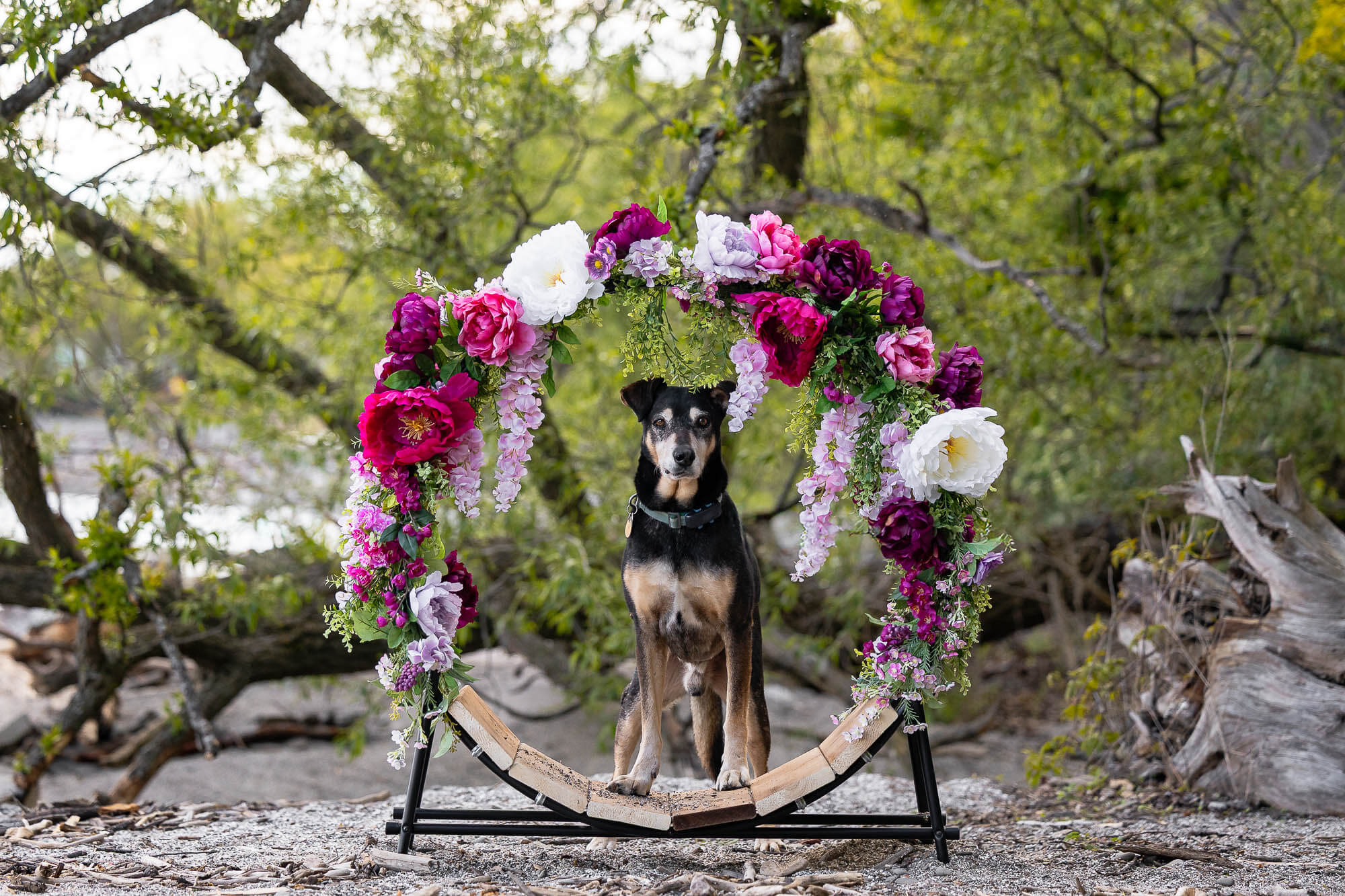 dog photoshoot at a beach in mississauga