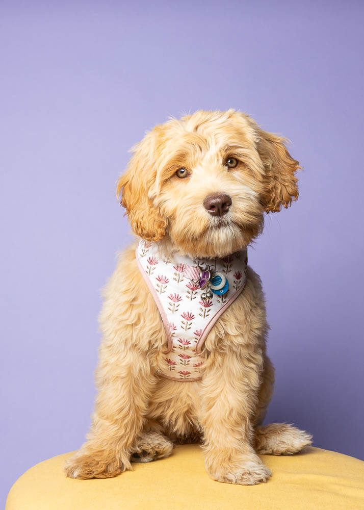 niagara dog photographer niagara pet photographer mini session