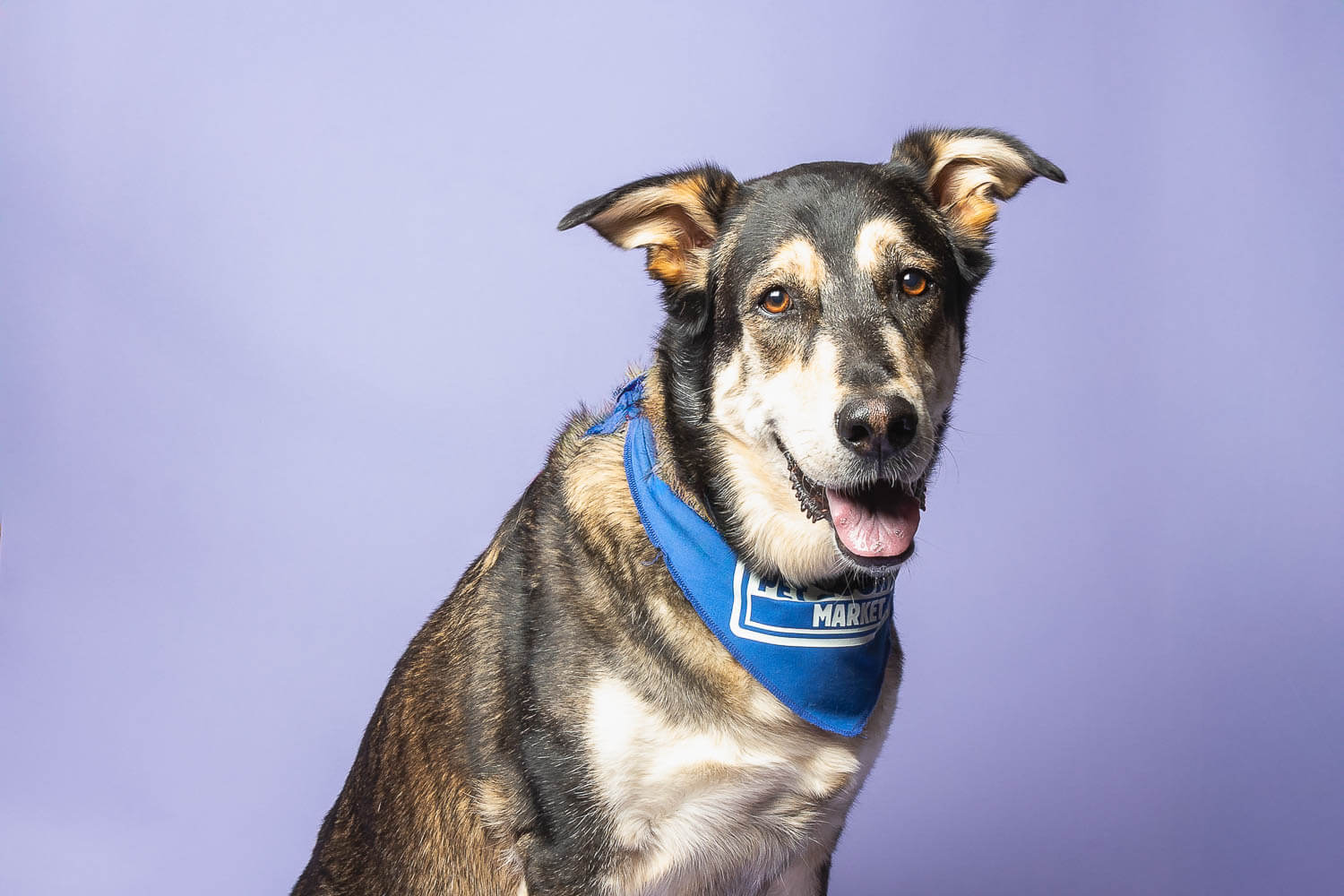 niagara on the lake pet and family photographer pet photography at Pet Country Market in Beamsville