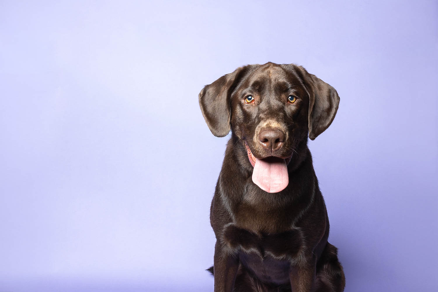 niagara pet photographer niagara dog photographer mini session