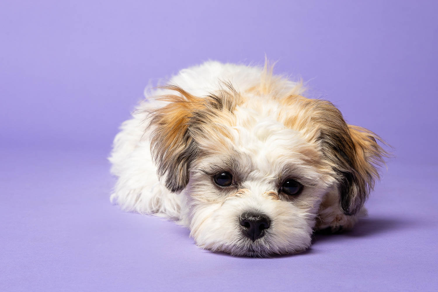 niaraga on the lake pet photographer mini session at Pet Country Market in Beamsville