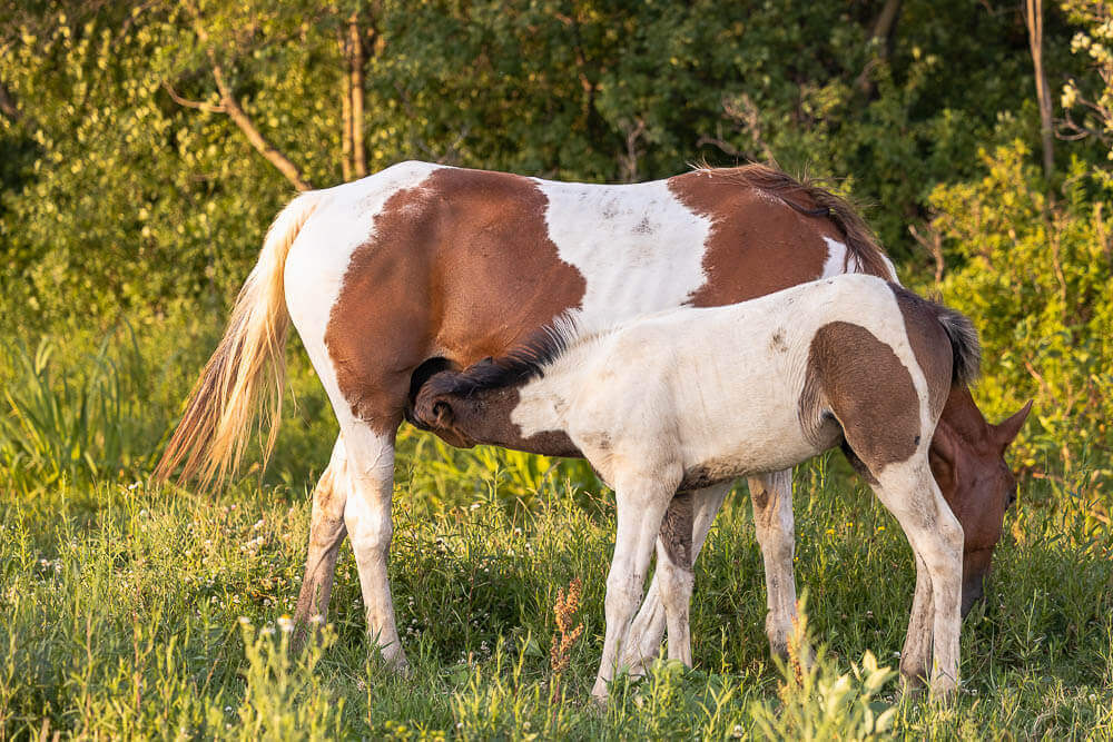norfolk county equine photographer horse portrait taken in Norfolk County