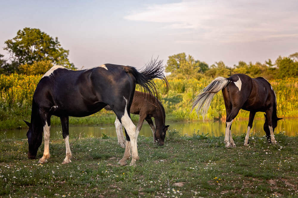 norfolk county equine photographer_ equine photography taken at the golden hour in Norfolk County, Ontario.