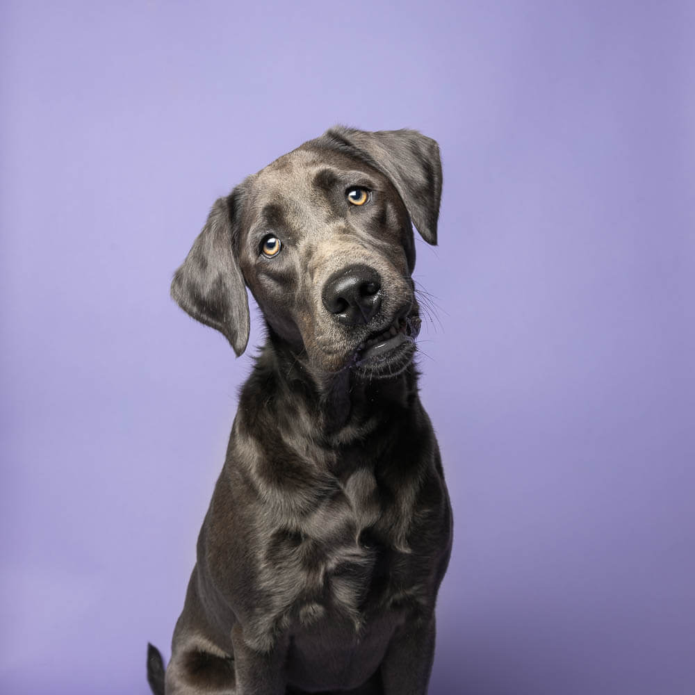 pet country market event dog mini session in Niagara Region