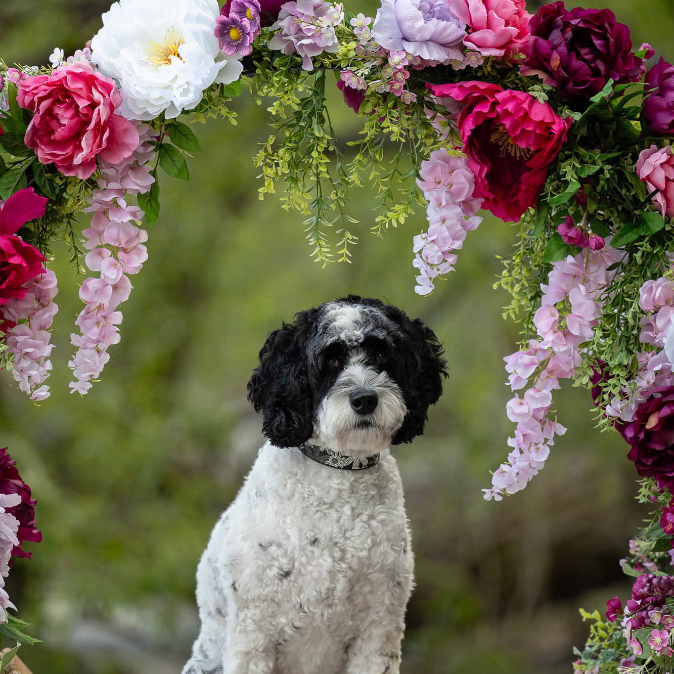 dog photoshoot at the beach.