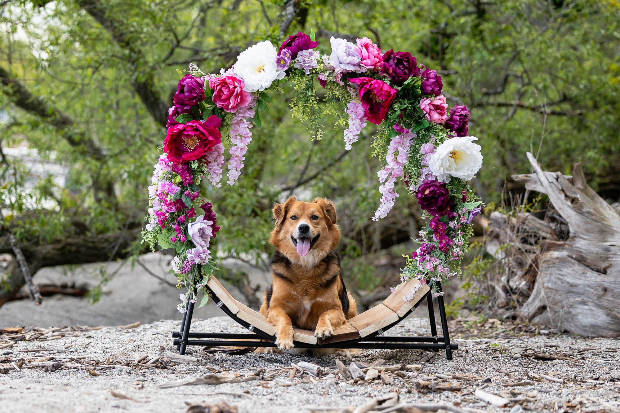 pet photos of a dog at a beach in Mississauga, Lakeshore