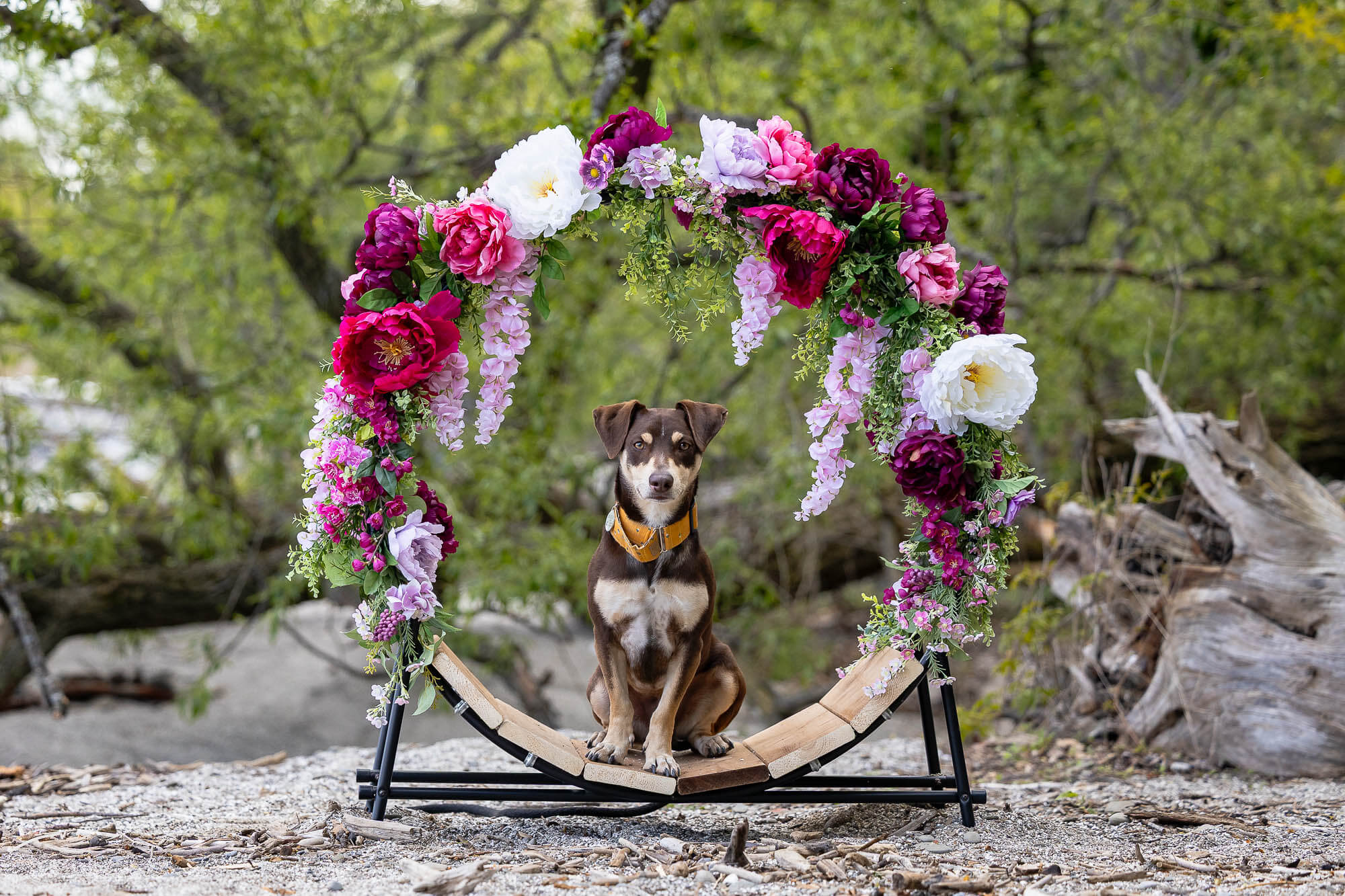 beach dog photoshoot session
