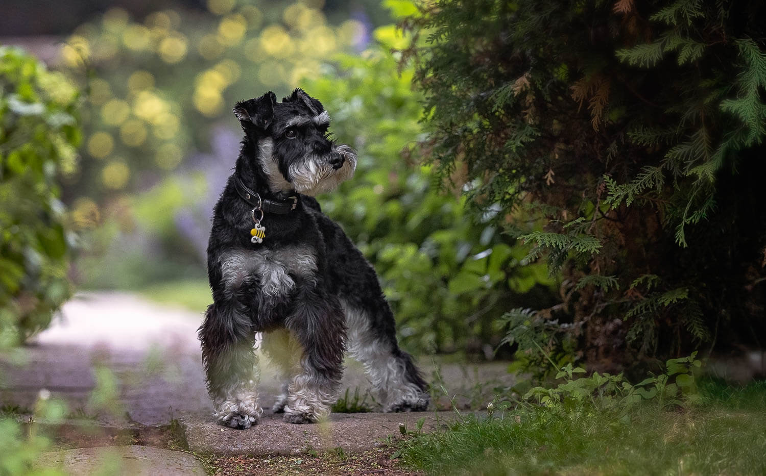 alexander muir memorial gardens dog photos toronto pet photographer creates a dog portrait.