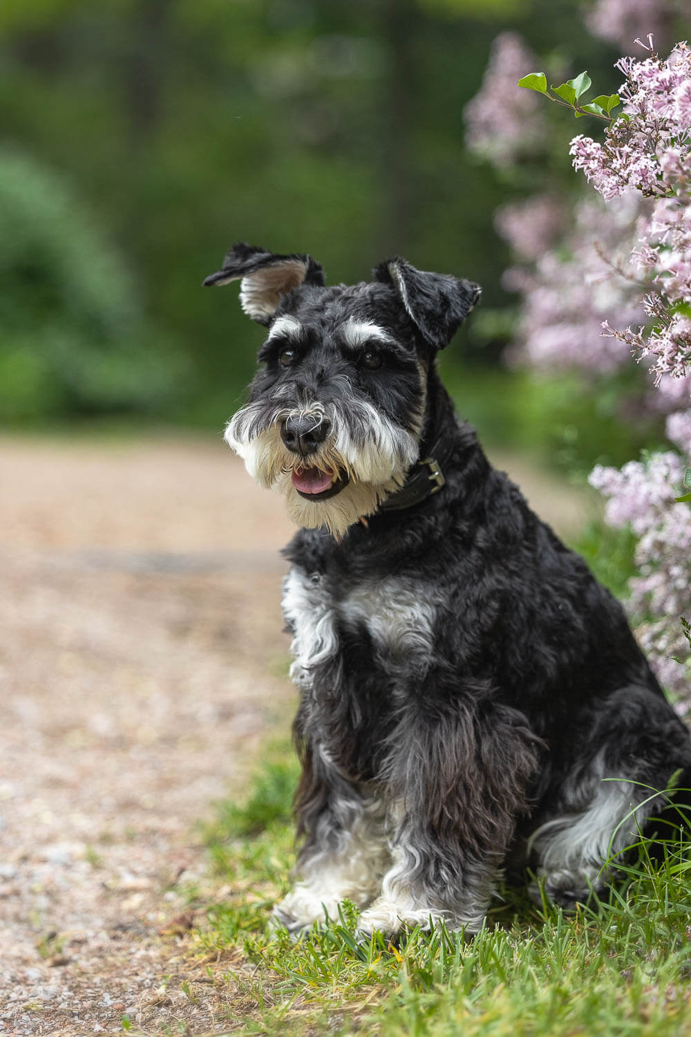 alexander muir memorial gardens dog photoshoot a dog portrait at alexander muir memorial park in Toronto