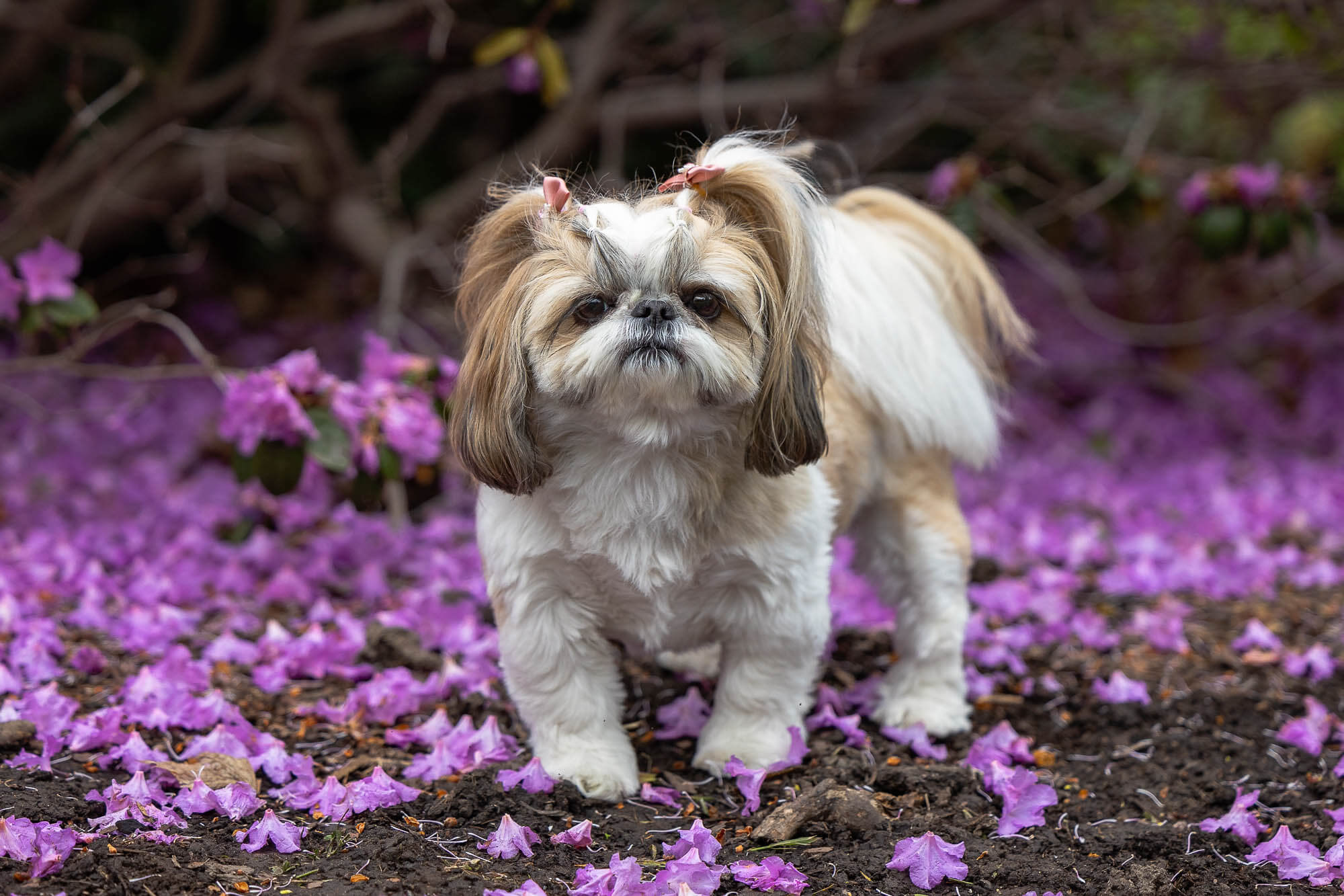 pet photo at brueckner rhododendron gardens