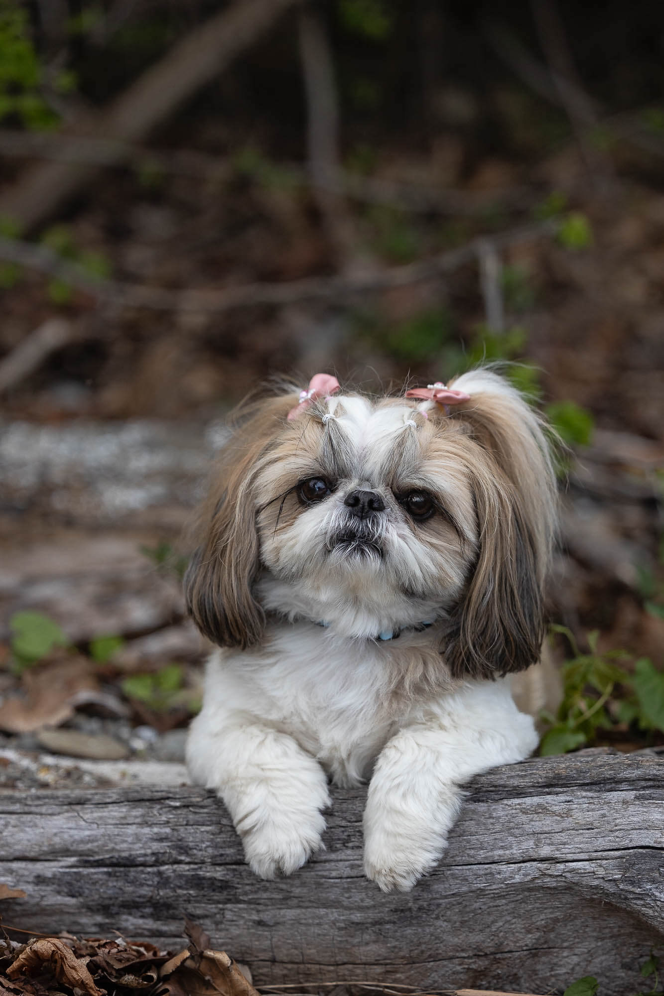 mississauga pet photographer