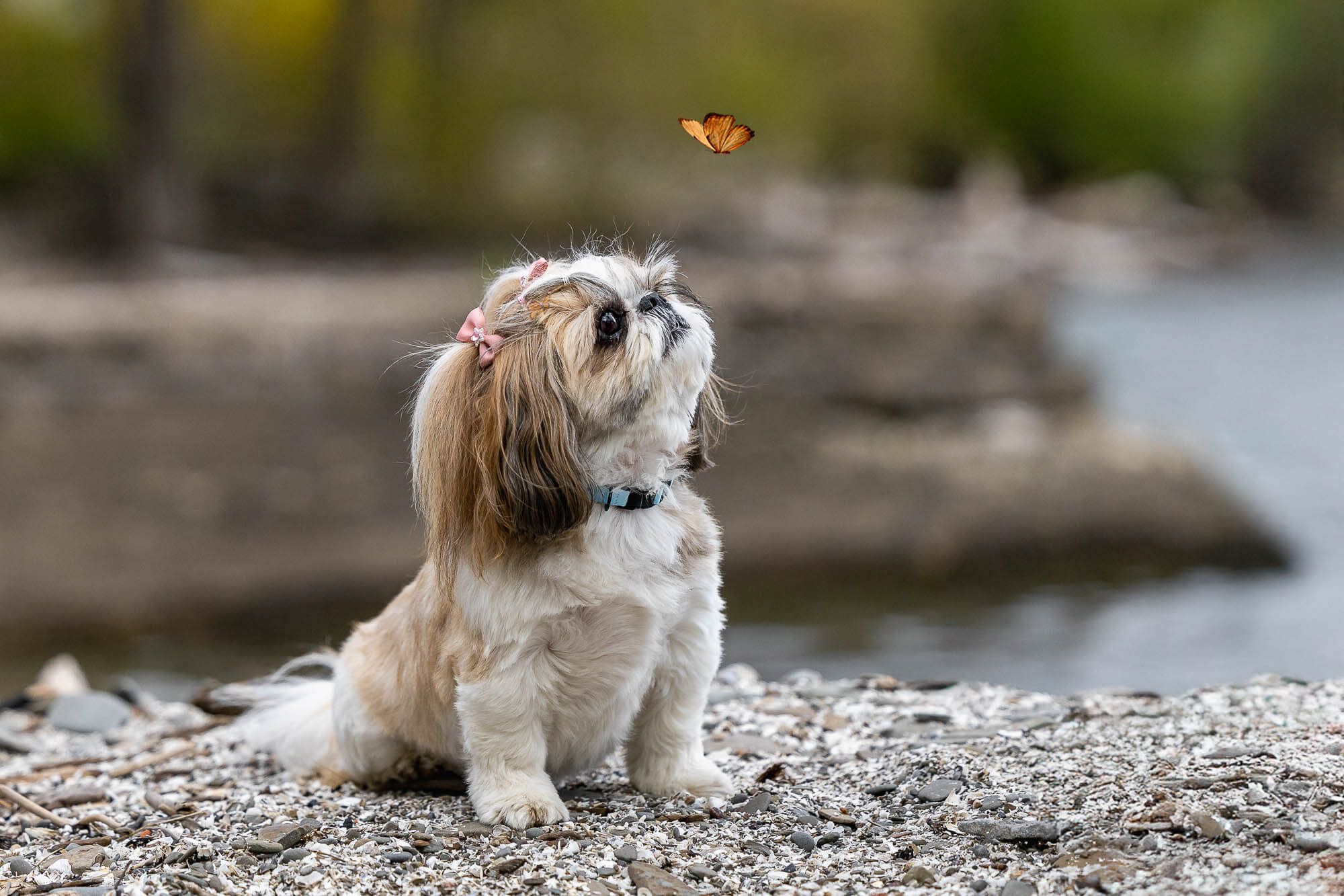 dog photoshoot at brueckner rhododendron gardens
