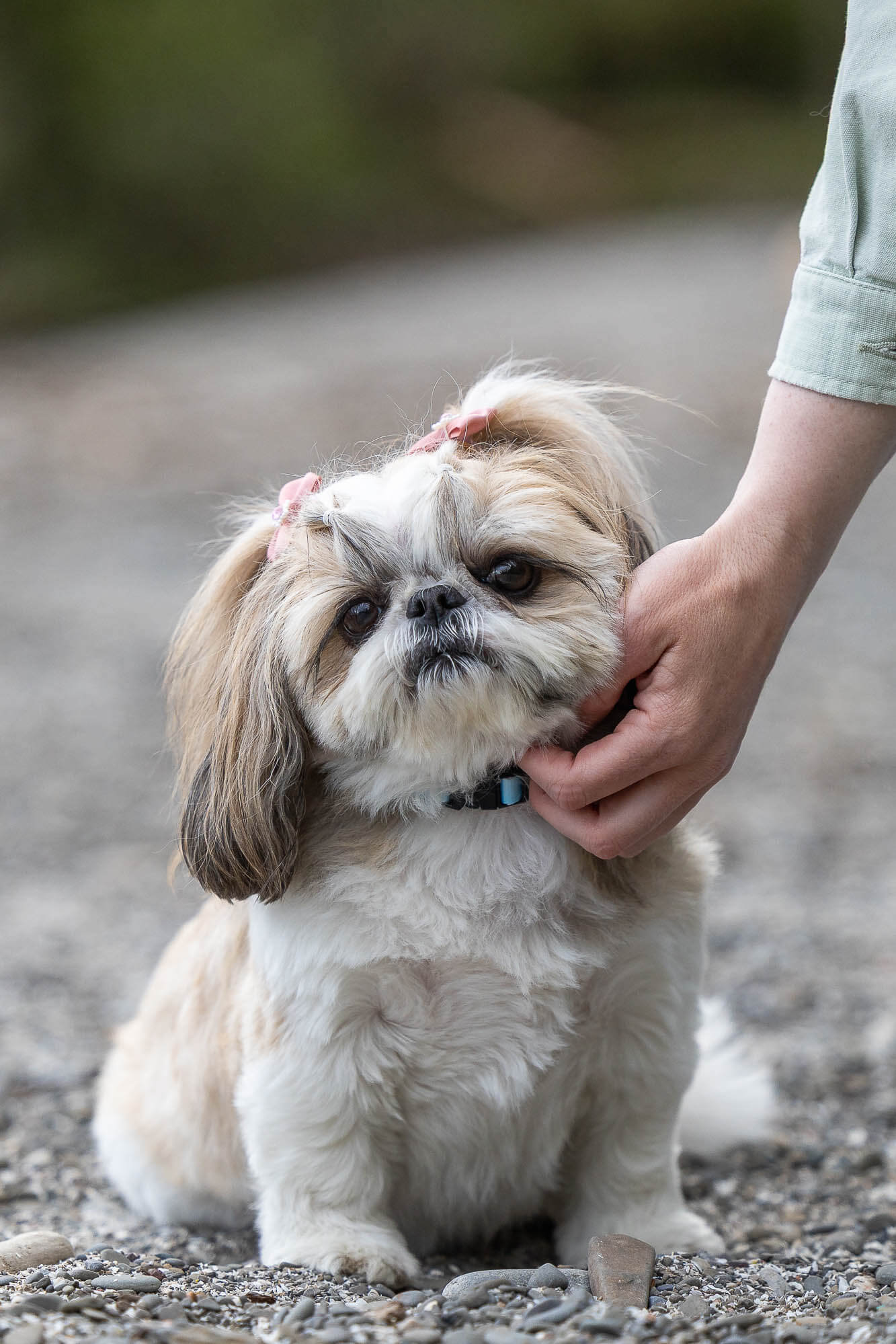 family and dog photo