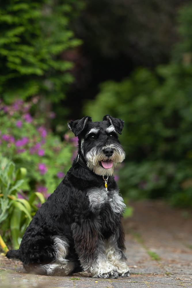 pet photo shoot at alexander muir memorial gardens toronto dog photographer at Alexander Muir Memorial Gardens