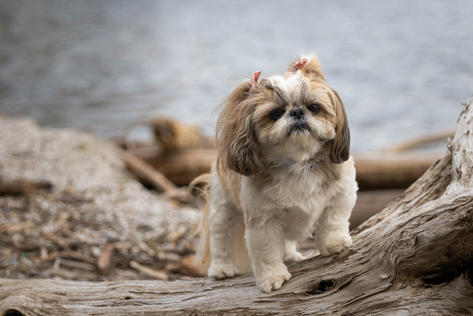 dog beach photoshoot at brueckner rhododendron gardens