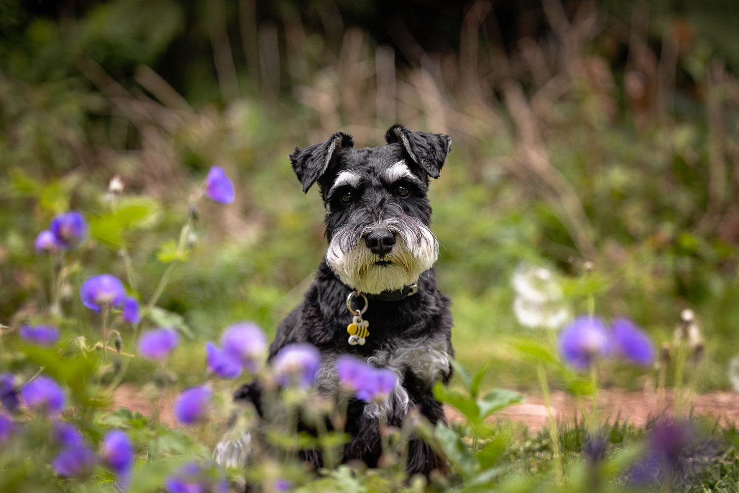 toronto dog photoshoot pet portrait taken at Alexander Muir Memorial Gardens