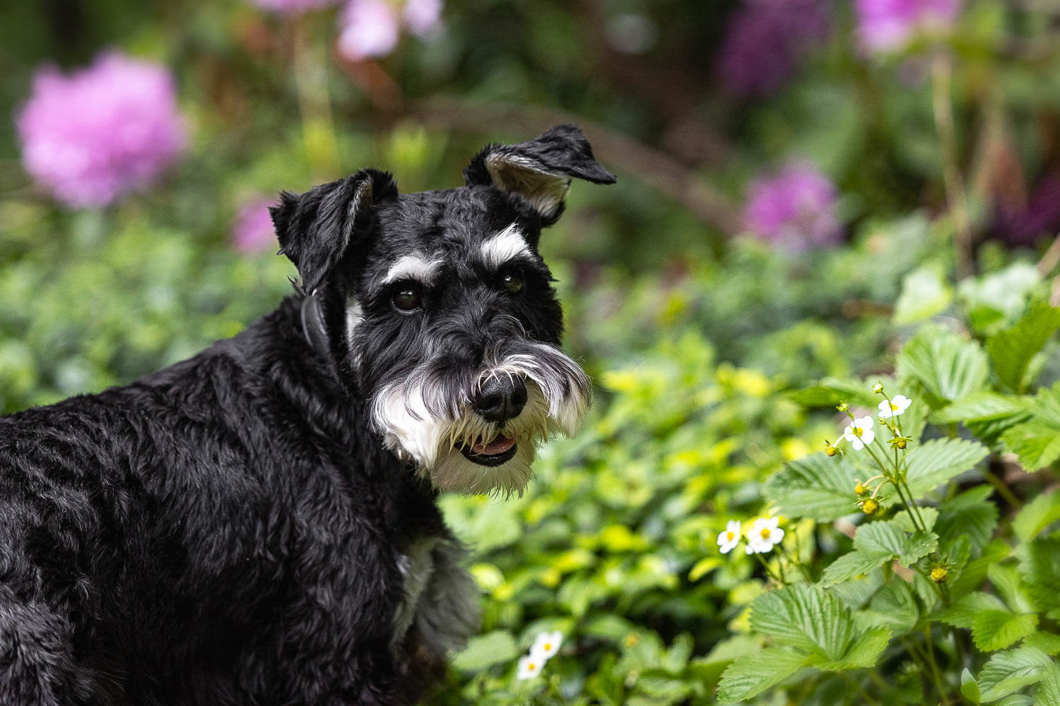 toronto pet photographer Toronto pet photoshoot at Alexander Muir Memorial Gardens
