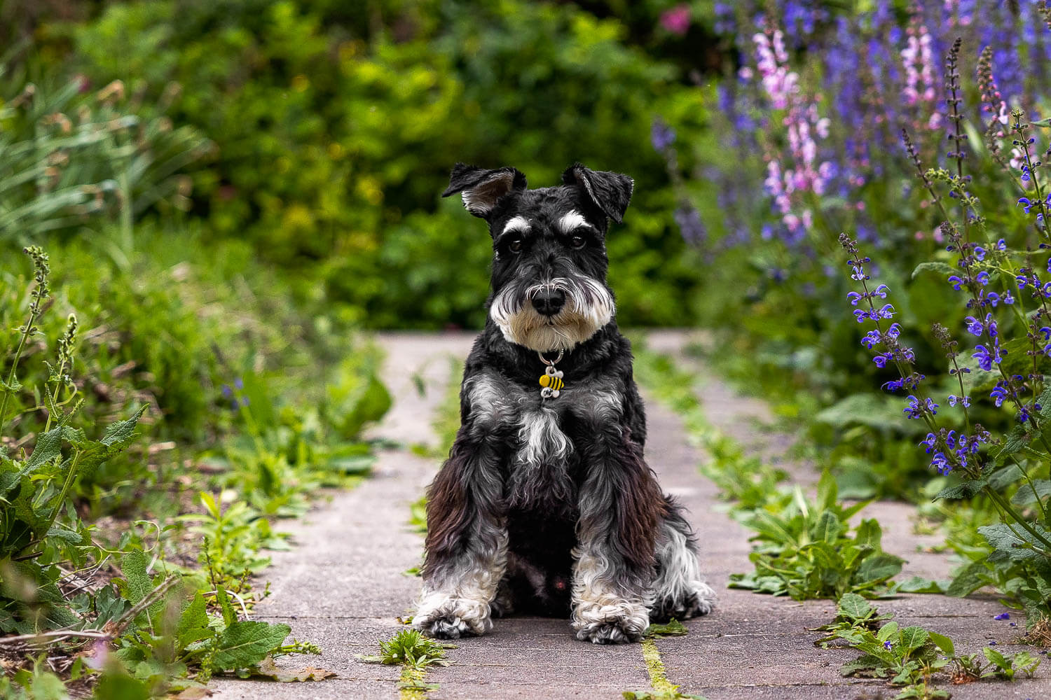 toronto pet photoshoot toronto dog photoshoot at Alexander Muir Memorial Gardens