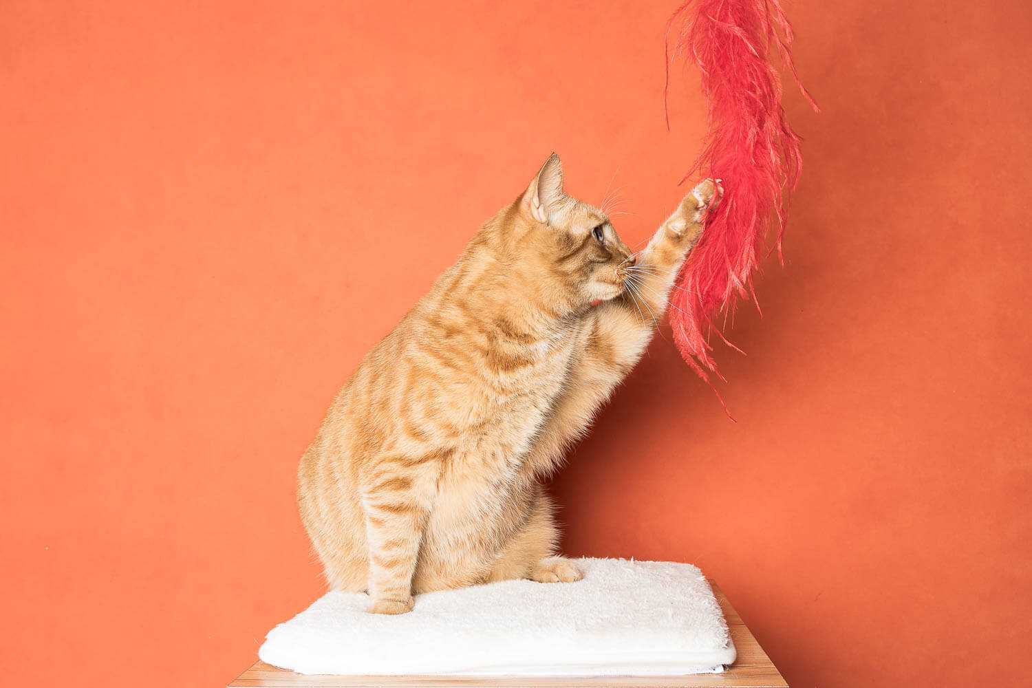 Fine art cat portrait with studio backdrop