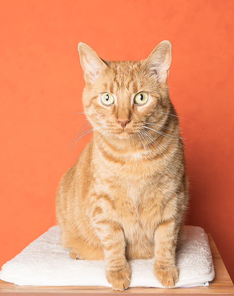 In-home cat photoshoot using mobile pet studio setup.