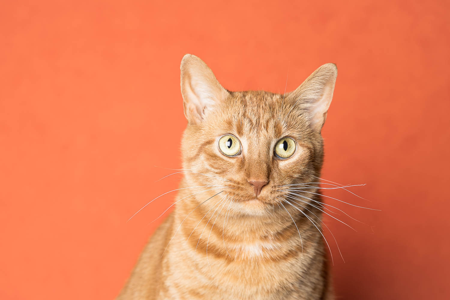 in home cat photo shoot session