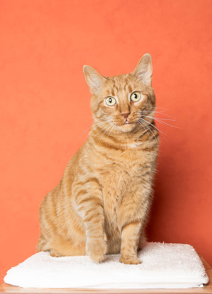 In-home cat photography session in Hamilton