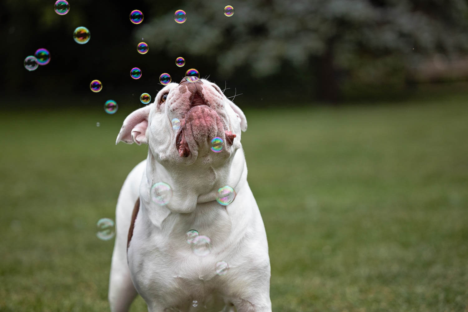 Toronto dog photographer dog playing with bubbles during a photo shoot