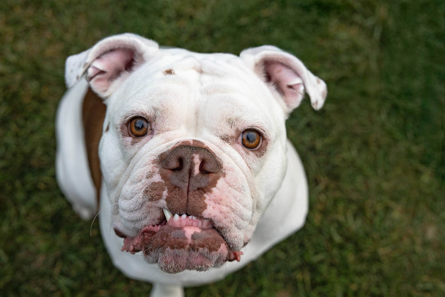 bulldog dog portrait pet photos in Toronto