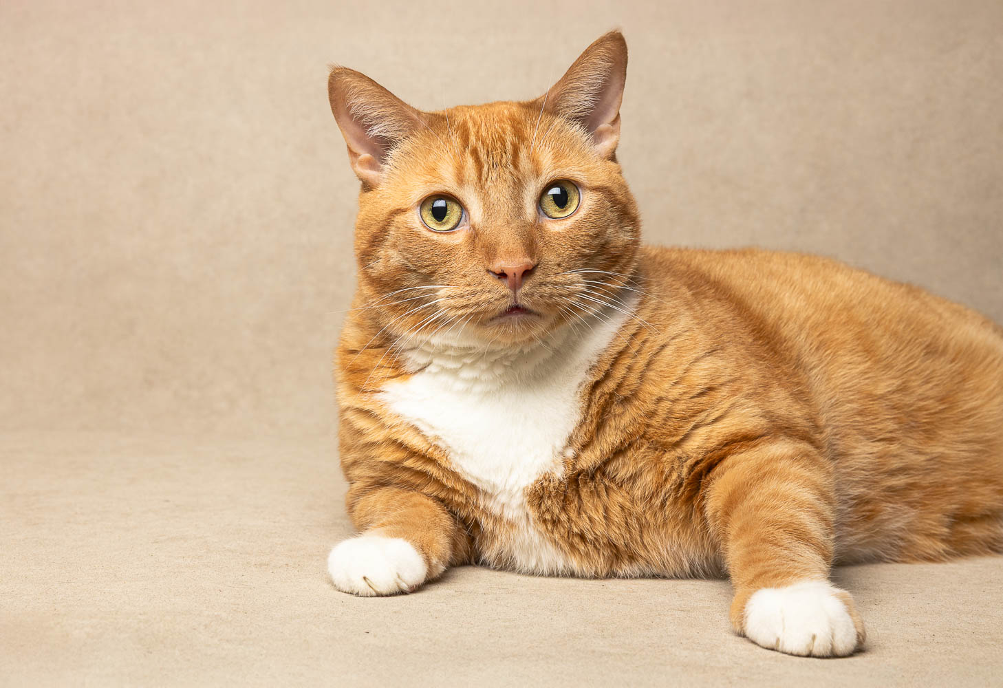cat photos hamilton cat photographer