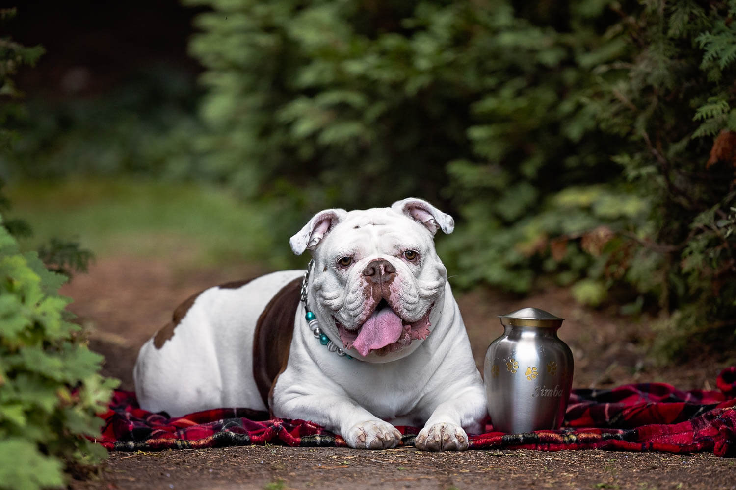 dog legacy session toronto dog photographer