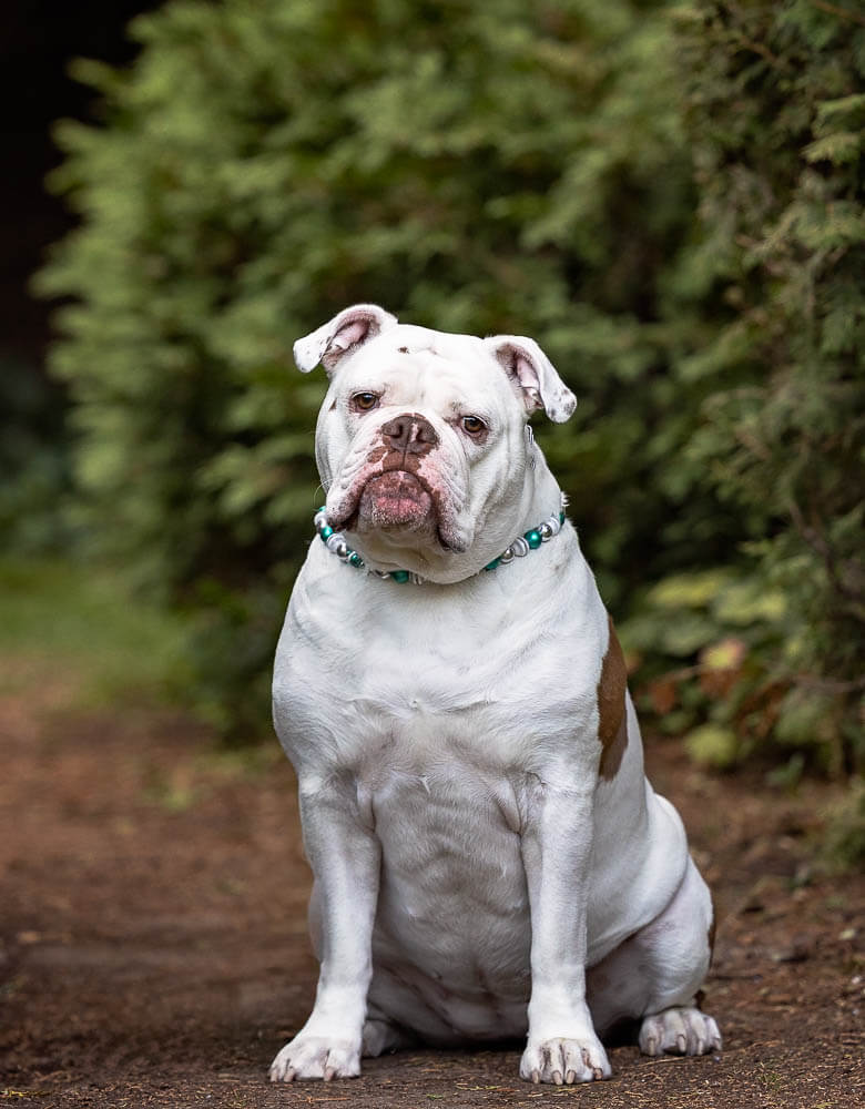 dog photographer toronto pet portrait taken at alexander muir gardens