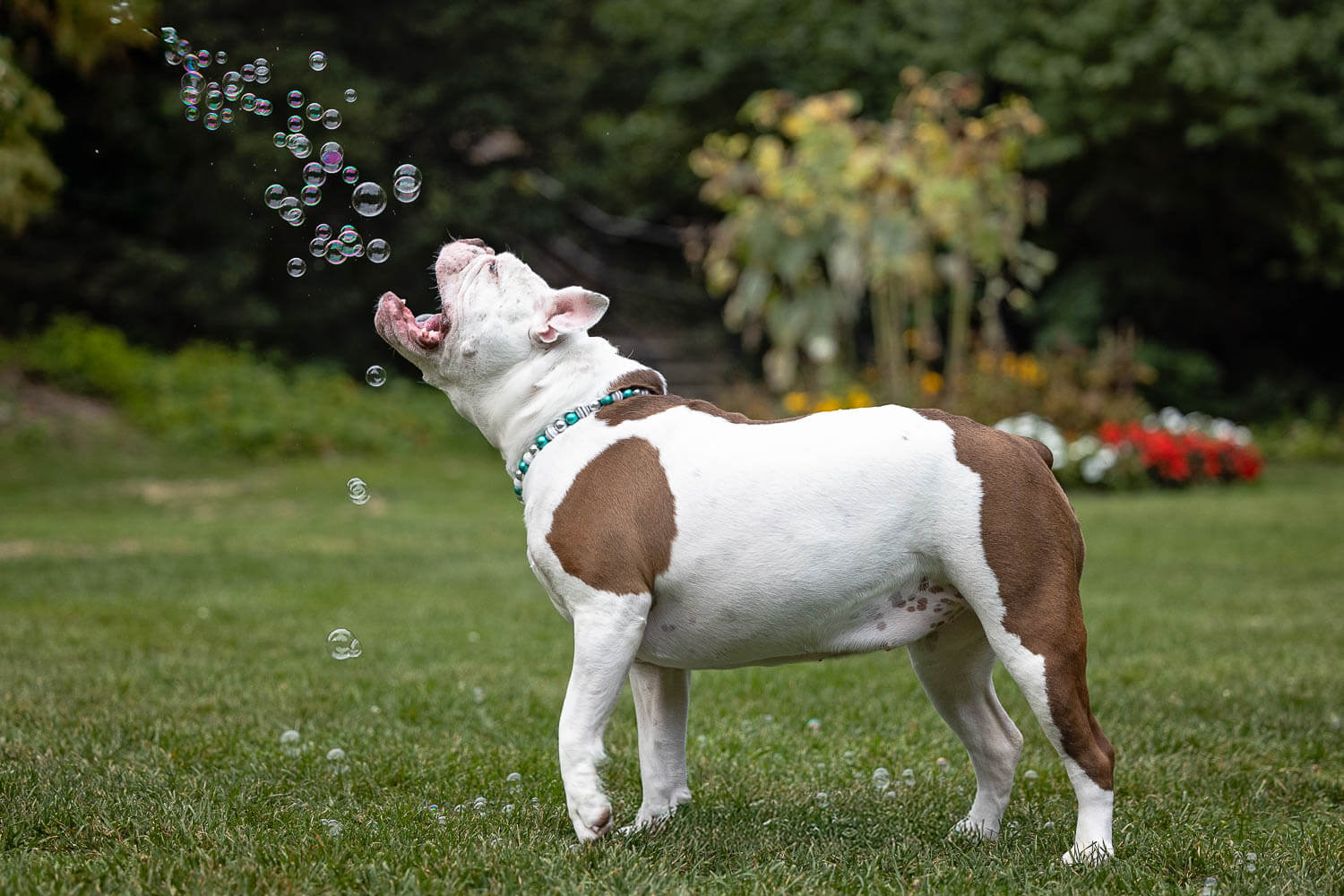 dog photographer dog having fun with bubbles at a photoshoot