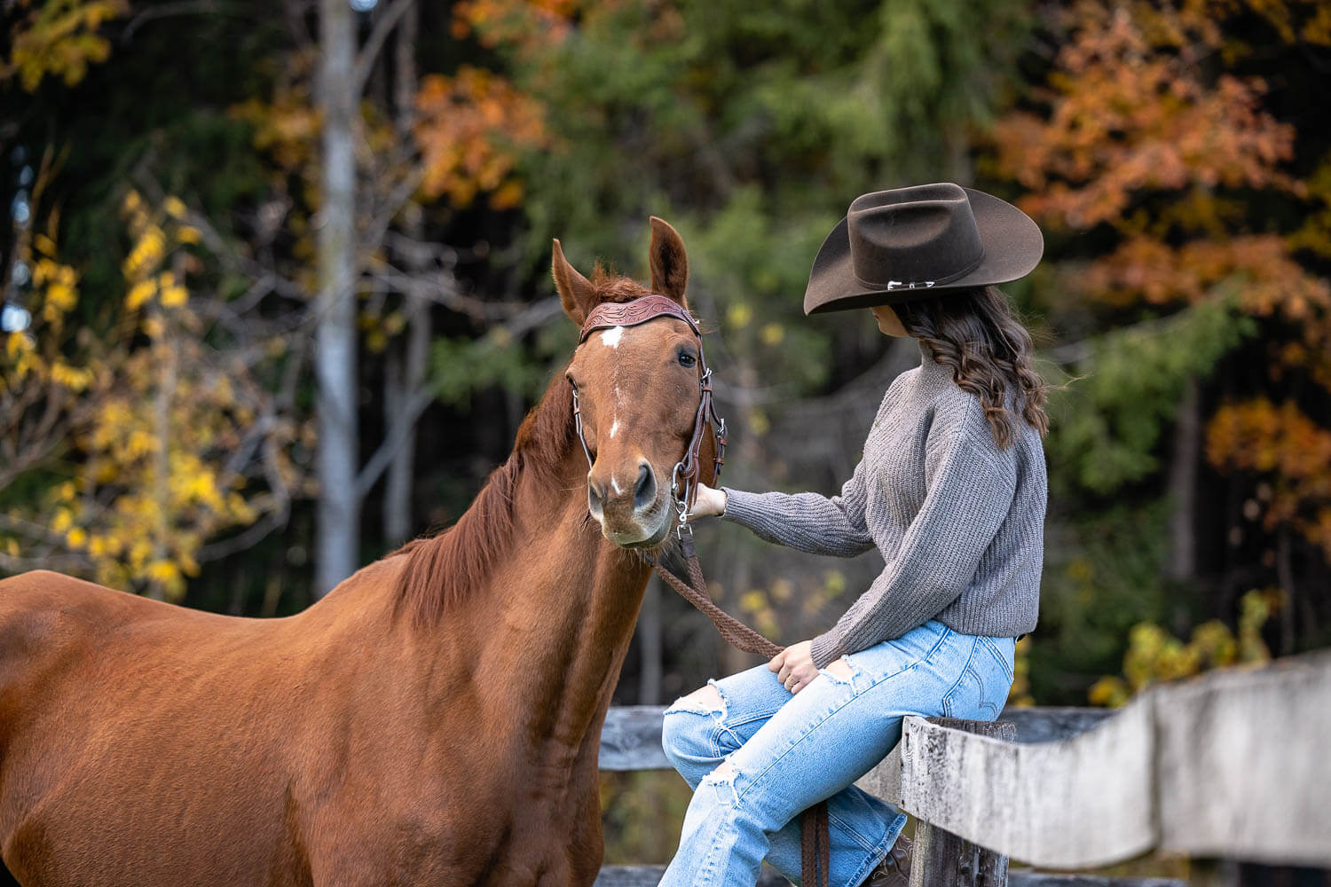 fall-horse-photos fall horse photoshoot in Troy, Ontario
