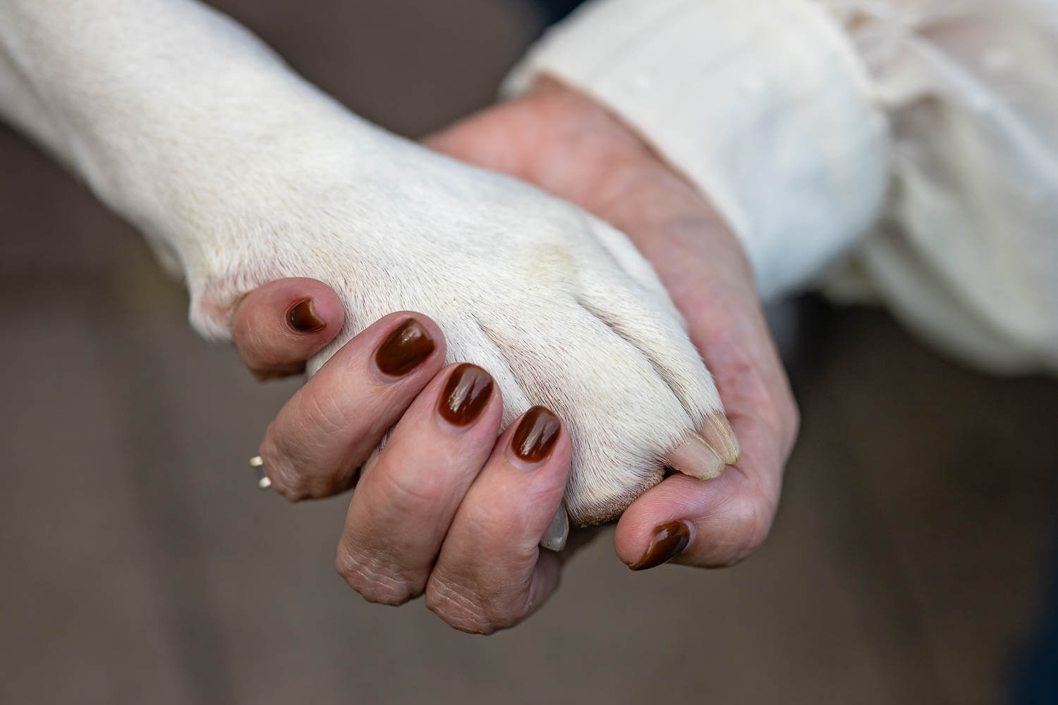 pet family portrait family pet photos