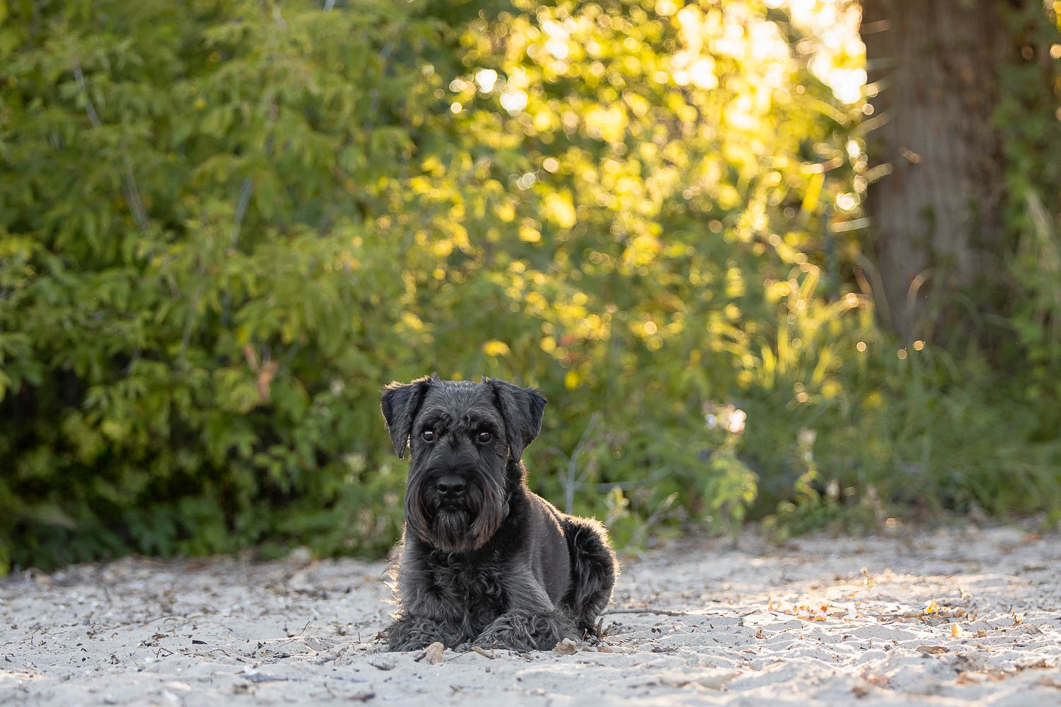 Dunville beach dog photoshoot