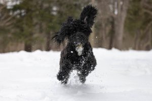 dog photoshoot in burlington