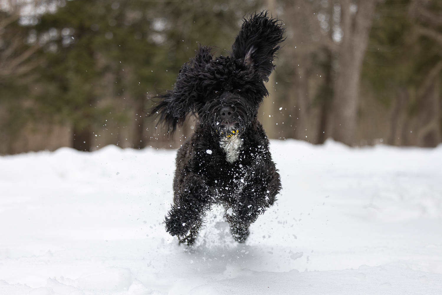 burlington-ontario-snowy-dog-portraits dog photoshoot in burlington