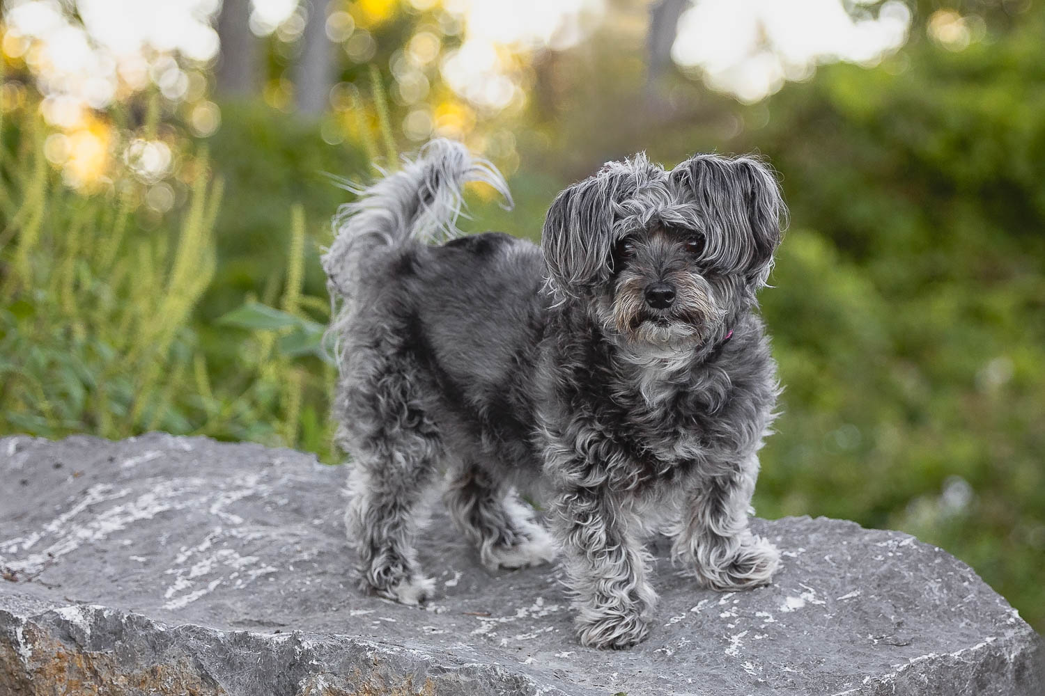 dog photographer in Dunnville